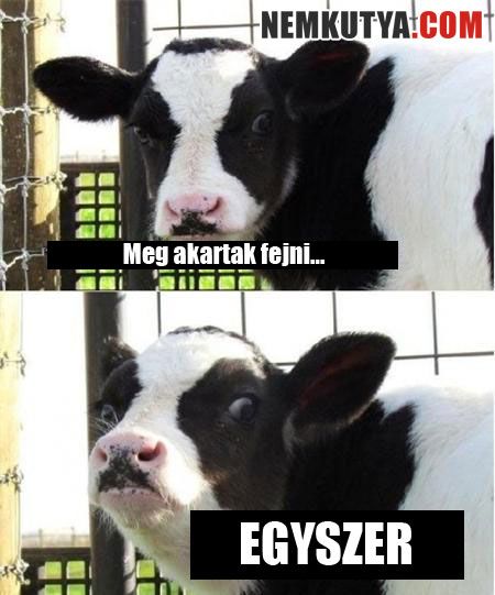 tehen.jpg